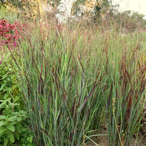 panicum virgatum switch grass